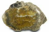 Theropod Dinosaur Agatized Limb Section W Metal Stand - Texas #377877-1